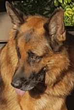 Watson raekker tunge